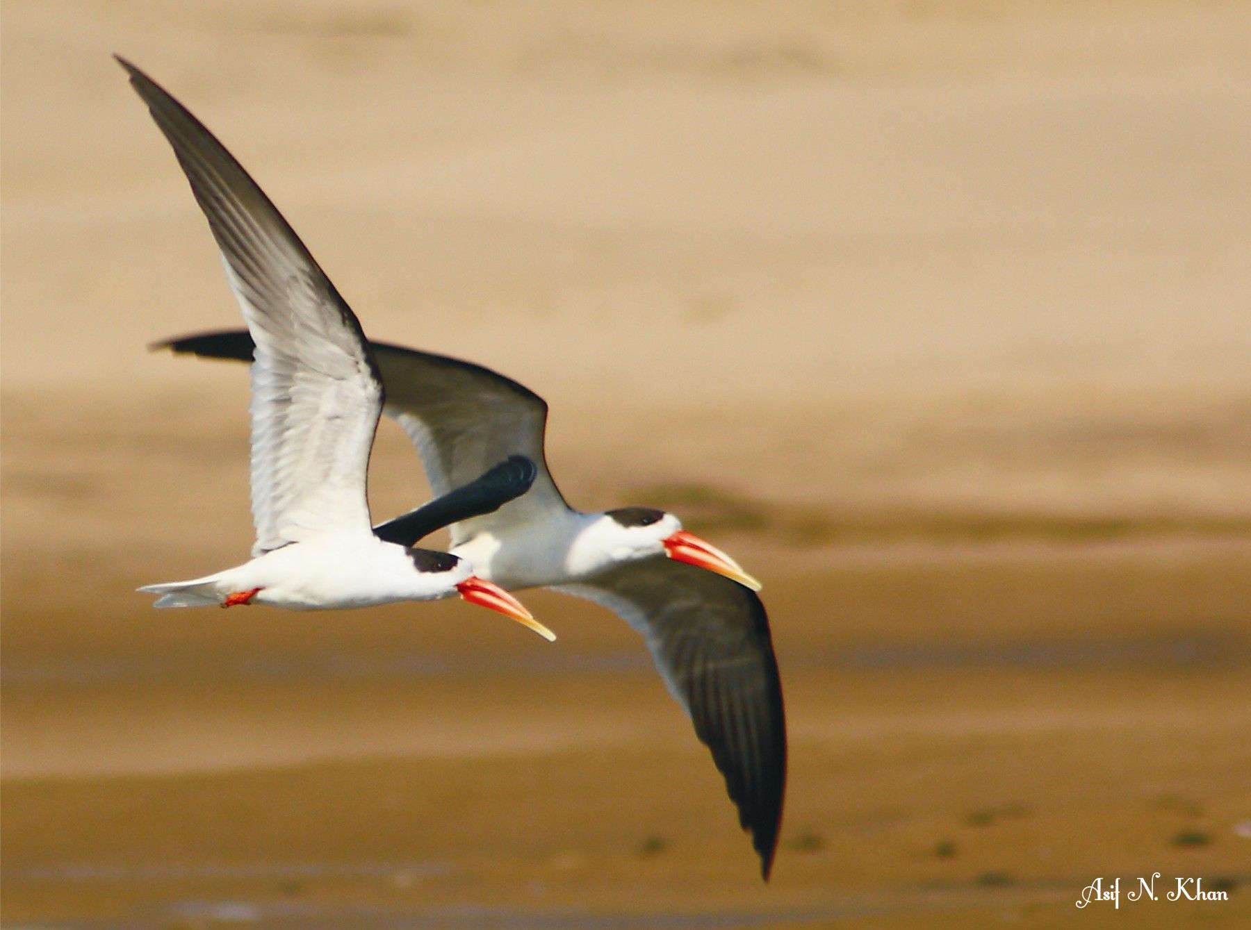 Indian Skimmer